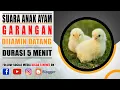 Download Lagu SUARA ANAK AYAM UNTUK PIKAT GARANGAN