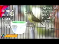Download Lagu KOLIBRI MANGGAR BETINA GACOR NGECRET PEDAS • KOLIBRI KELAPA NYRECET PEDAS MASTERAN SEGALA BURUNG !!