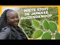 Download Lagu Hoe kom je van de DUIZENDKNOOP af | Maar Natuurlijk