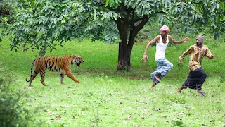 TIGER ATTACK MAN IN THE FOREST🌲 TIGER ATTACK MAN IN FOREST