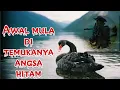 Download Lagu ASAL MULA DITEMUKAN ANGSA HITAM BLACK SWAN