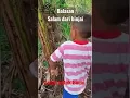 Viral !!! Edukasi salam dari Binjai