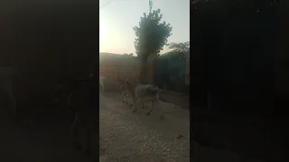 البقرة والعجل يغادران 6 15 