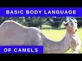 Basic Body Language of Camels