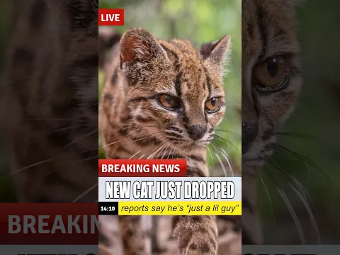 New cat just dropped