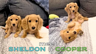 meet our new PUPPIES! How we went for ONE & ended up with TWO