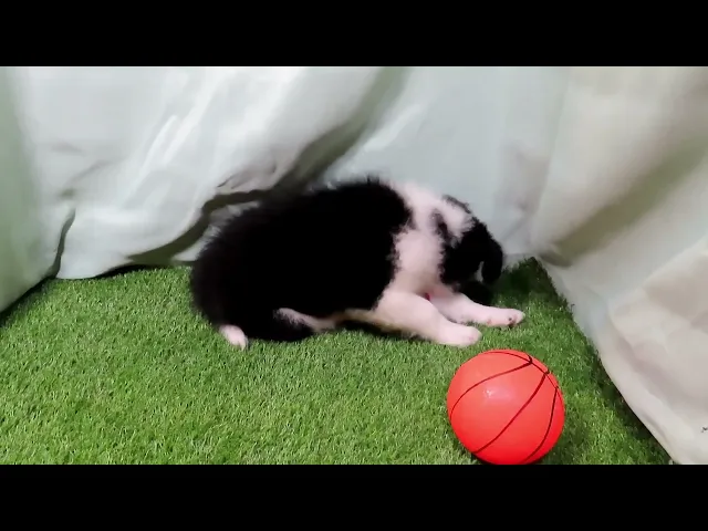 動画