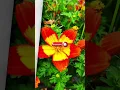 Download Lagu Just Flowers #nature #relaxing #flowerpower #bloom #shorts