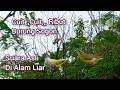 Download Lagu Suara Burung Sogon Cuit Cuit Ribut Di Alam Liar