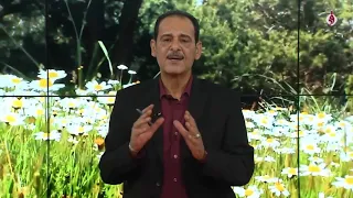 فوائد المستكة نكهة لذيذة و فوائد صحية و جمالية مع خبير الاعشاب حسن خليفة   جنة الاعشاب دندنها