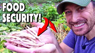 Growing Dry Beans And Tips For Harvesting Pinto Beans