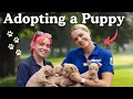 Download Lagu Animal rescue pet rehoming centre - This Esme - RSPCA