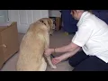 Canine Massage for sporting dogs