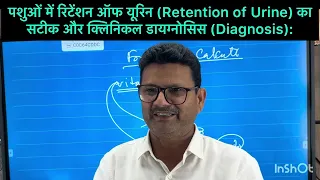 Retention of urine in buffalo calf I symptoms of urine retention 