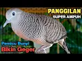 Download Lagu Perkutut Lokal Gacor Suara Paling Ampuh Untuk Pancingan Burung Perkutut Agar Bunyi.