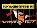 CIRI CIRI CENDET BETINA DEWASA YANG JARANG ORANG KETAHUI