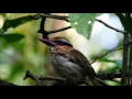 Download Lagu Burung Tangoko, Sulawesi