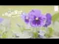 Download Lagu AKB48 Team SH-持续的爱恋 PV版
