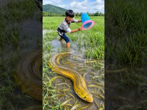 Survival Skills: SIMPLE and USEFUL with Eel trapping tool #survival #bushcraft #skills #eelfishing