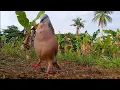 Download Lagu Full 1 Jam pujuk!! Mainan Pikat Terkukur  kental sesuai alamnya.. nikmat suara alam tekukur borneo..
