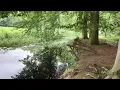 Download Lagu De natuur als reflectie van je eigen processen (dieren)