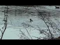 Hooded Merganser Drake Defends Mate From Unwanted Suitor On The Snowy Creek