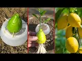 Download Lagu Best way to grow lemon tree with lemon fruit and fresh garlic |