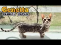 Download Lagu Mengenal Kucing Genetta (Bengal Munchkin) Beserta Harga Jualnya