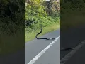 Download Lagu #KING COBRA Near Nimti Alipurduar WEST BENGAL