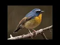 Download Lagu  Burung Robin, Burung Chat, Burung Wheatear