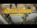 Download Lagu sp 18 juta made su walet cocok untuk daerah lintasan, perang suara, dan pakan