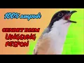 Download Lagu CENDET DIAM LANGSUNG RESPON DENGER SUARA BEGINI❗ COBA SEKALI PASTI OKE❗❗