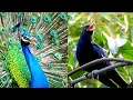 Download Lagu cuckoo bird and peacock sounds | koyal aur mor  peacock dance with voice of crowing calls