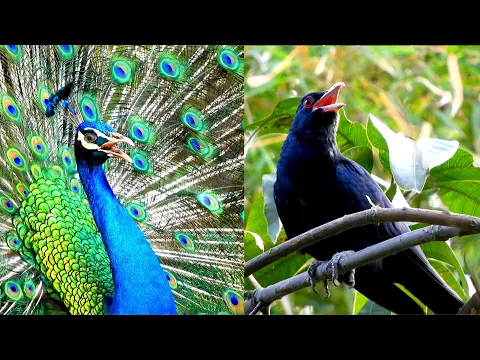 Download MP3 cuckoo bird and peacock sounds | koyal aur mor ki awaaz | peacock dance with voice of crowing calls