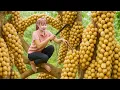 Download Lagu Harvest Clustered Fruit Rare Fruit \