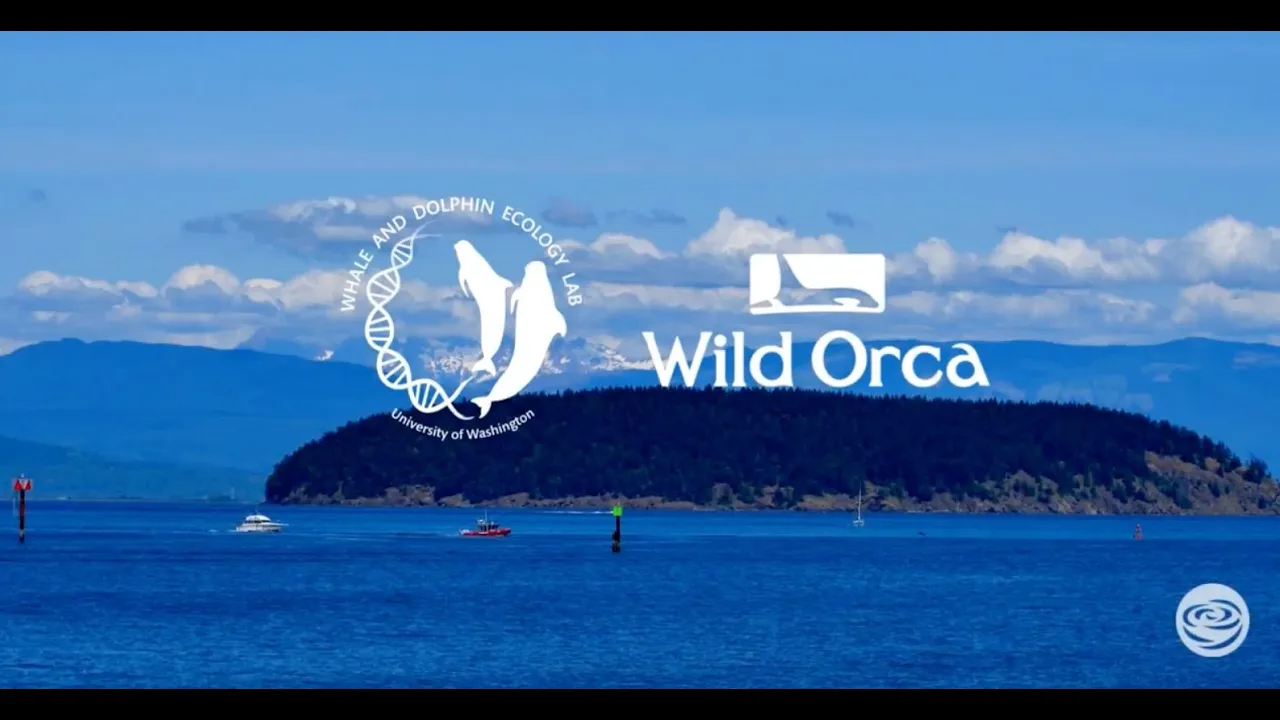 Southern Resident Killer Whale Research - Why do we study diet?