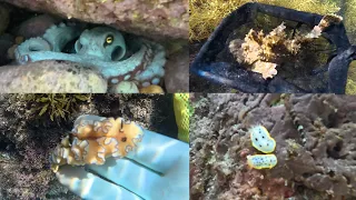 🦀海の生き物まとめ 鳥取 2026🐠