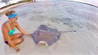 SWARMED BY STINGRAYS!!