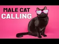 Male Cat calling Female Sound