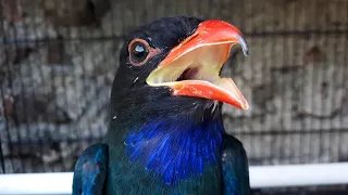 durasi ngekek panjang jeda rapat masteran tengkek buto