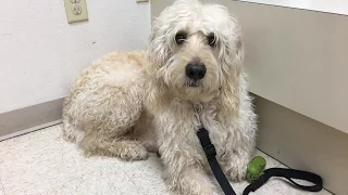 Vet Bill – mini-episode 2 – Sailing Doodles  ✔