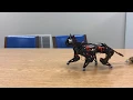 Nybble Train Two Robot Cats Team Up Inspired by Boston Dynamics PetoiCamp