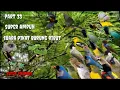 suara pikat semua jenis burung kecil  andalan di jamin panen part33@sutikchannel1386