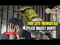 Penyebab dan Cara Mengatasi Pleci Macet Bunyi Agar Menjadi Rajin Bunyi Seperti Biasanya #birds
