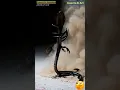 Scorpion and Cobra Fight Animation | Insects AI Art | 18