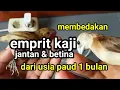 Download Lagu Membedakan emprit kaji jantan dan betina usia paud 1 bulan