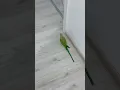 Lagu #parrot #birds #papagal #pets #papagei #funny #funnyparrot #animals #love