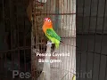 Download Lagu Lovebird Biola Green ngekek #lovebirdmania