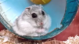 СКОЛЬКО ВРЕМЕНИ ХОМЯК МОЖЕТ НЕ МОРГАТЬ