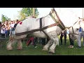 Download Lagu Cai de tracțiune proba specială și tombola Baia Mare 26 Aprilie 2025
